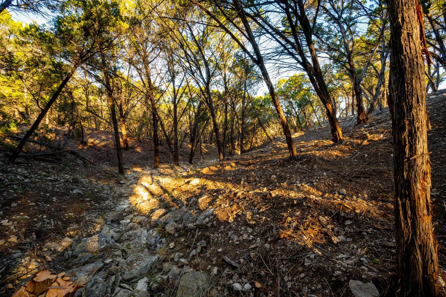 A forested hillside with trees and a rocky dirt path, lit by sunlight.