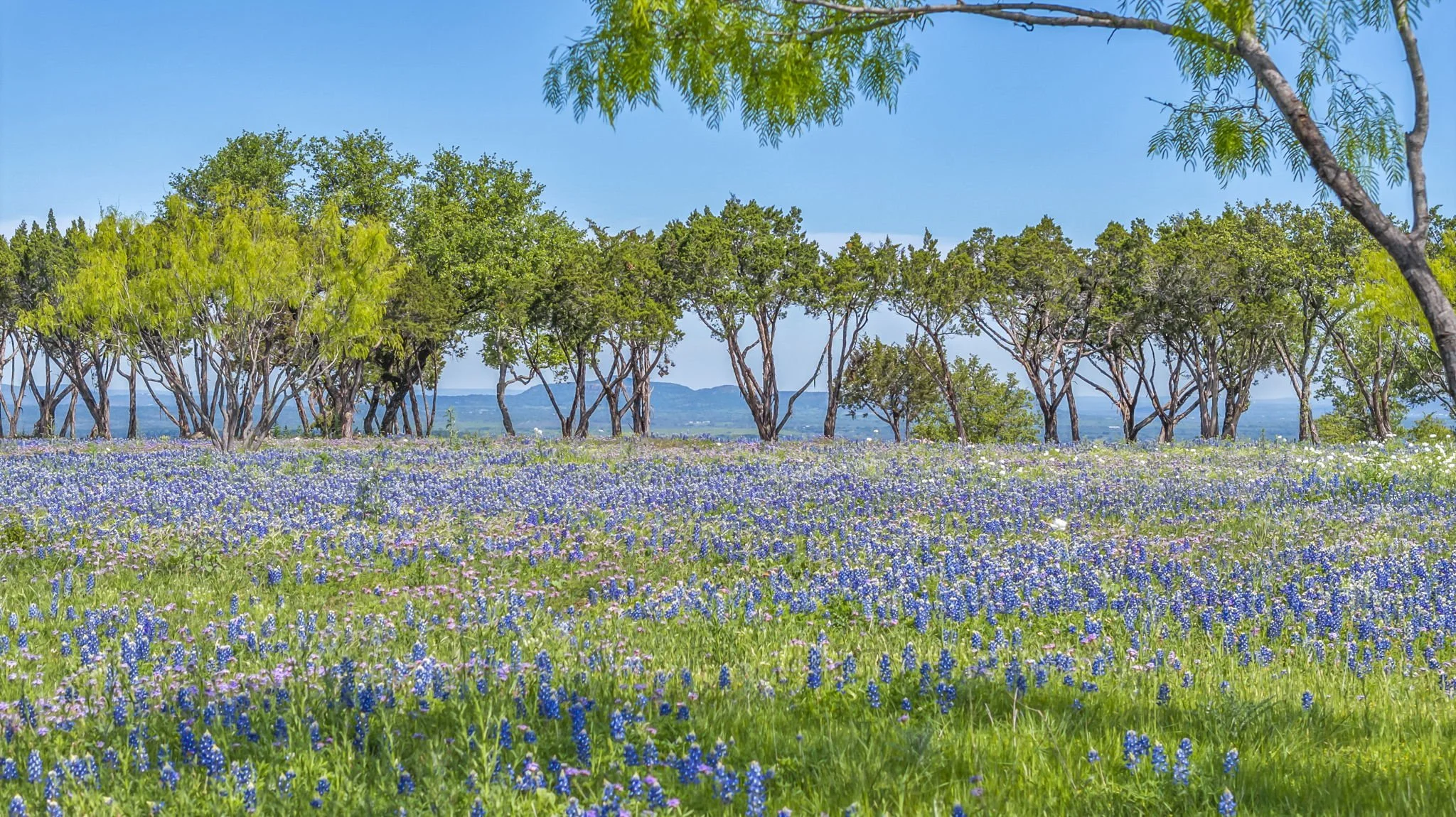 A scenic landscape with a field of blue and purple flowers, a line of trees with green leaves in the background, and a bright blue sky.