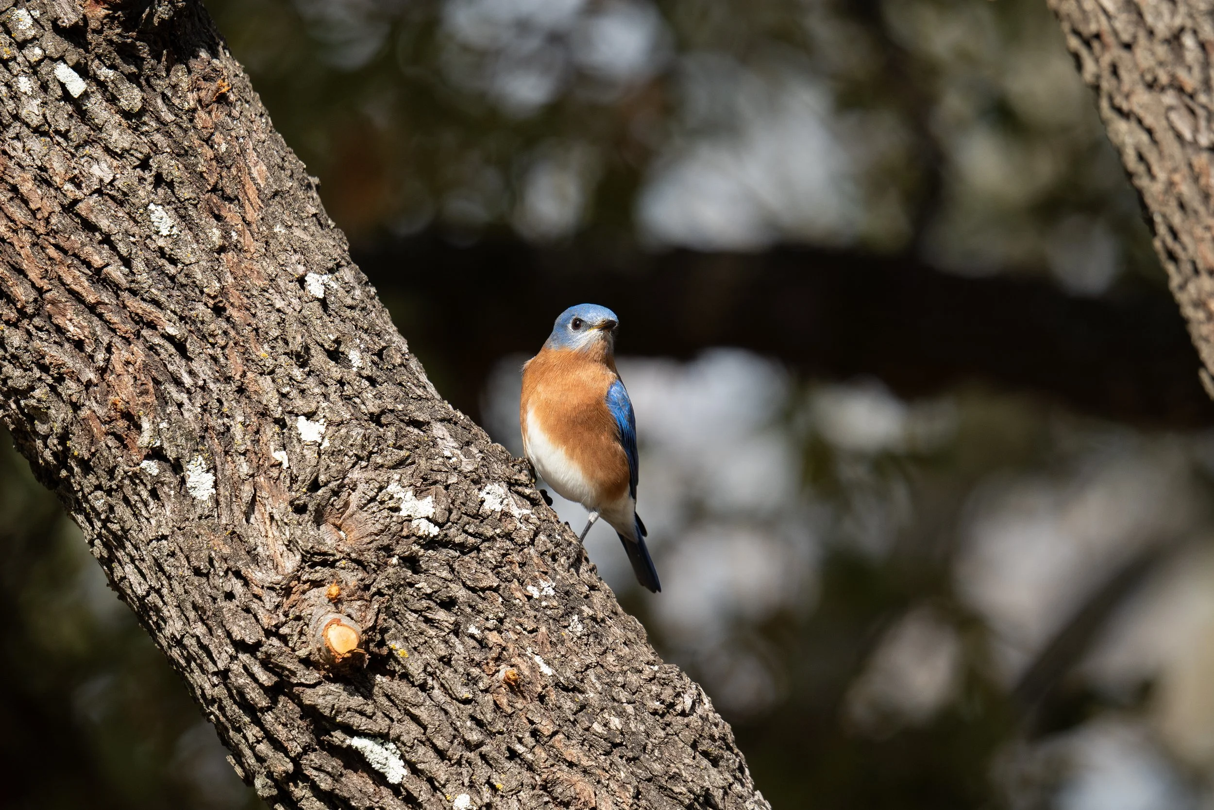 A small bird with blue, orange, and white plumage perched on a tree branch, with a blurred natural background.