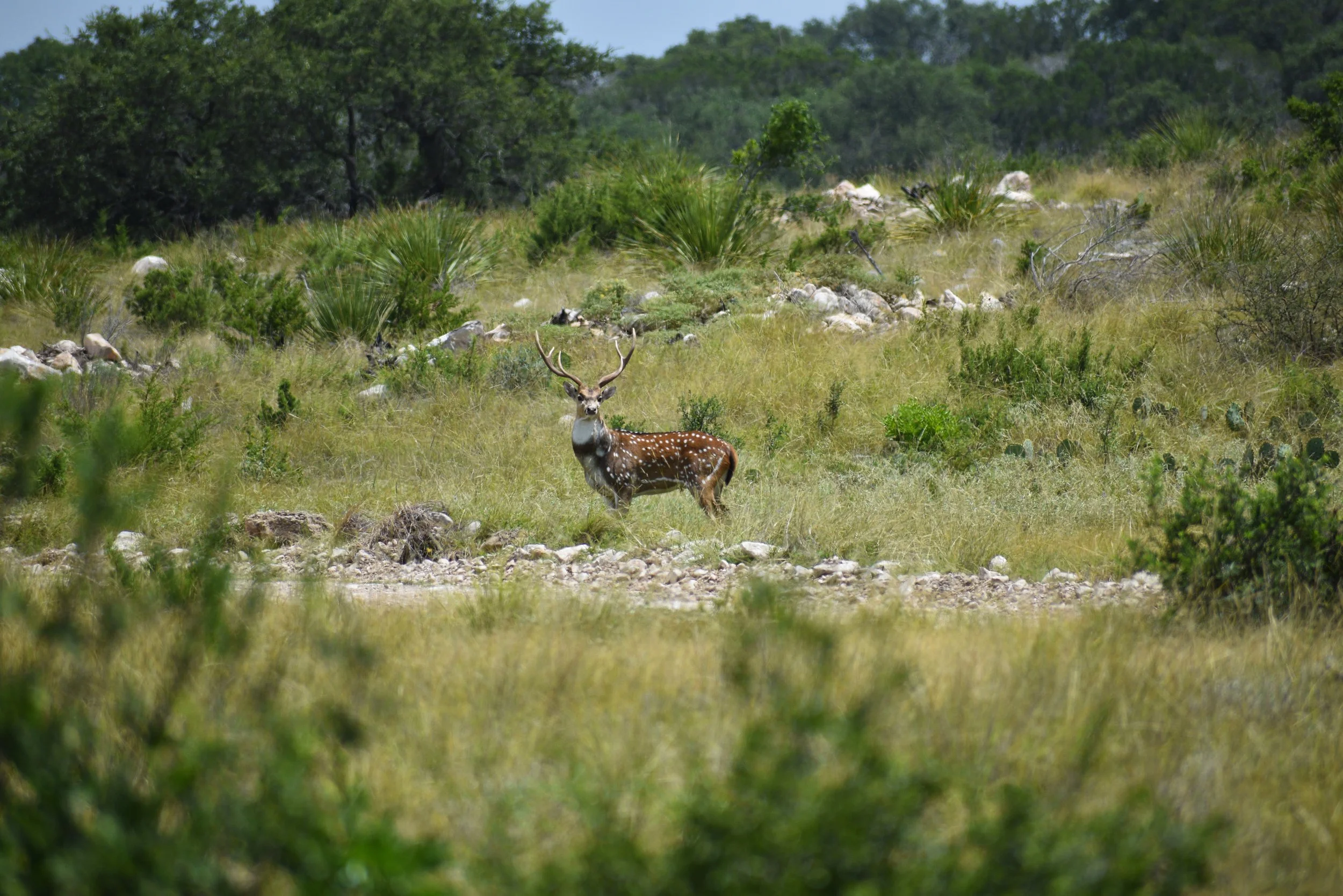 deer on Texas Hill Country land managed under wildlife valuation exemption