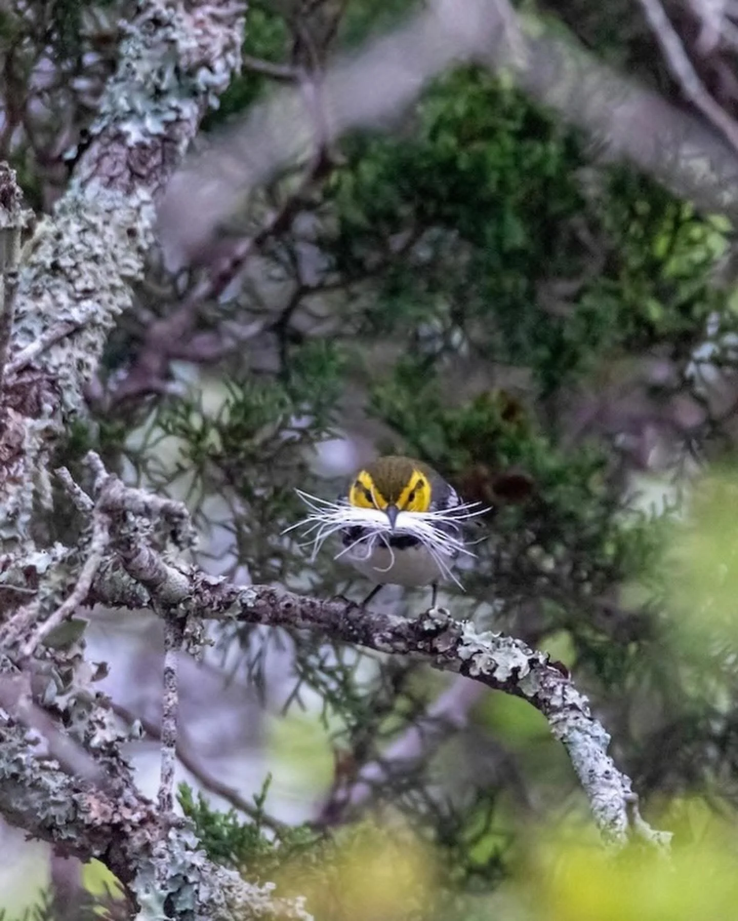 A magnified close-up of a small bird perched on a branch, showing its distinctive yellow and black facial markings and white whiskers among lichen-covered tree branches and green foliage.