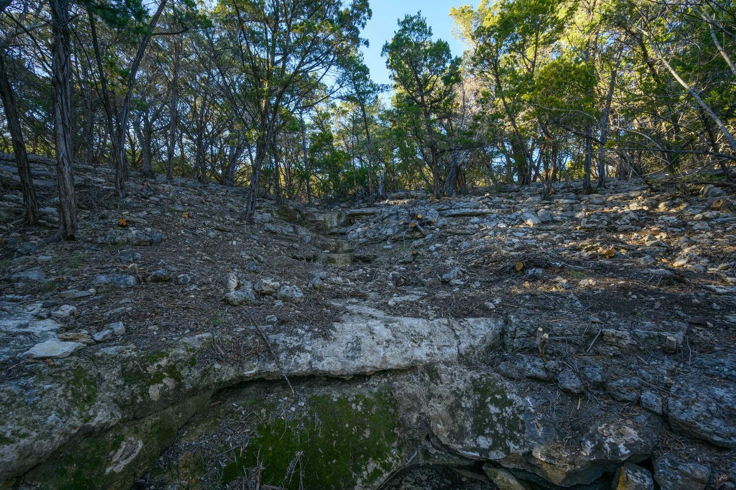 A rocky forest hillside with sparse vegetation and trees at the top, under a clear blue sky.