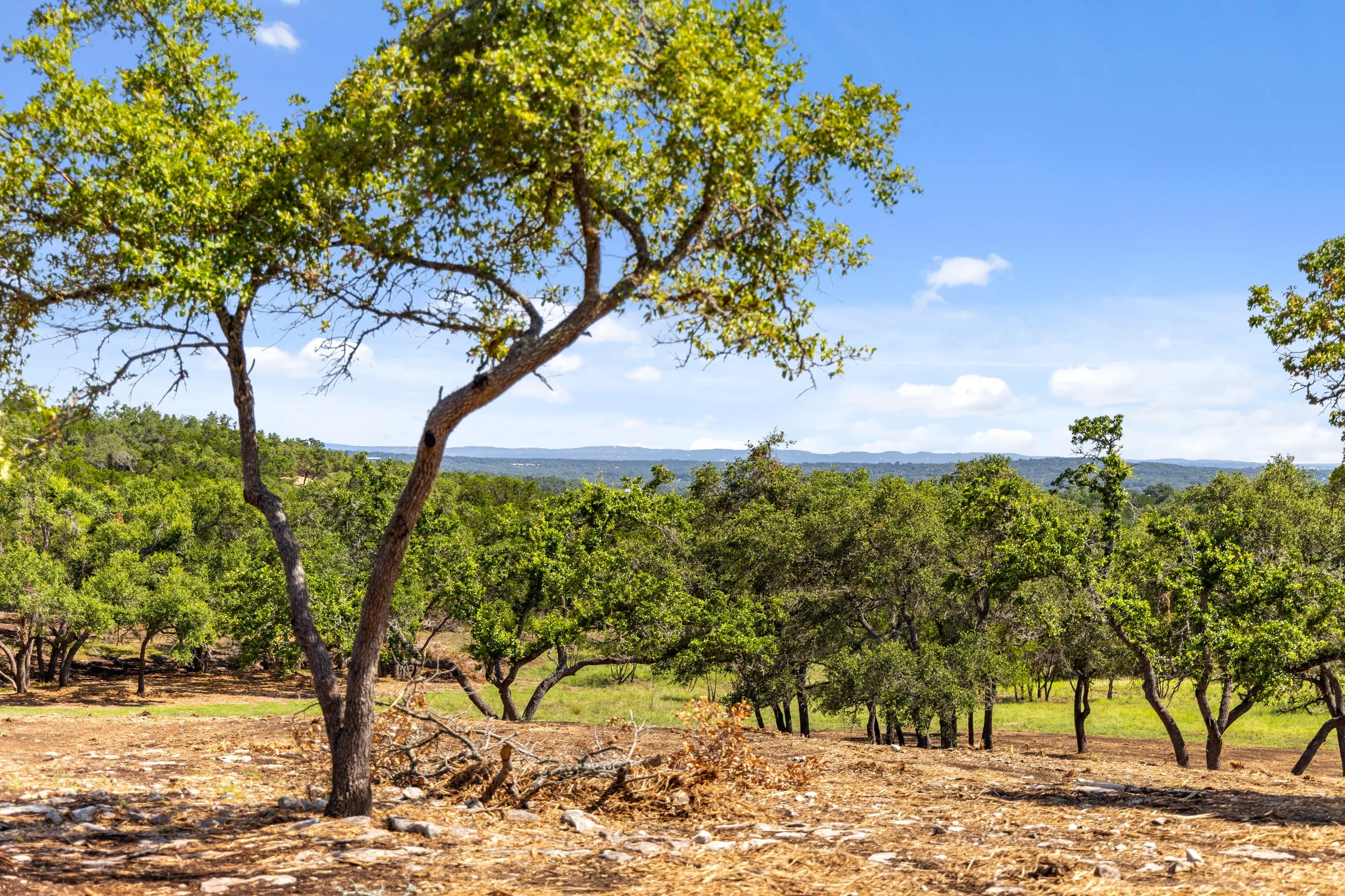 A landscape of a forest with numerous green trees under a bright blue sky with some white clouds.