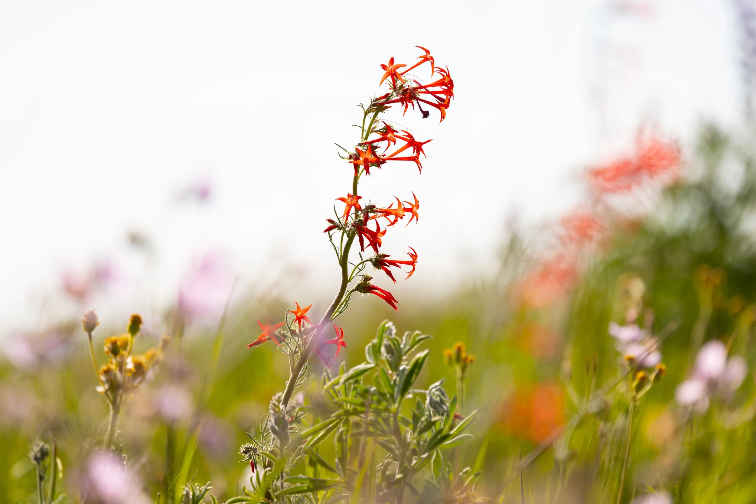 Close-up of a tall red flowering plant in a field with other blurred flowers in background under bright sunlight.