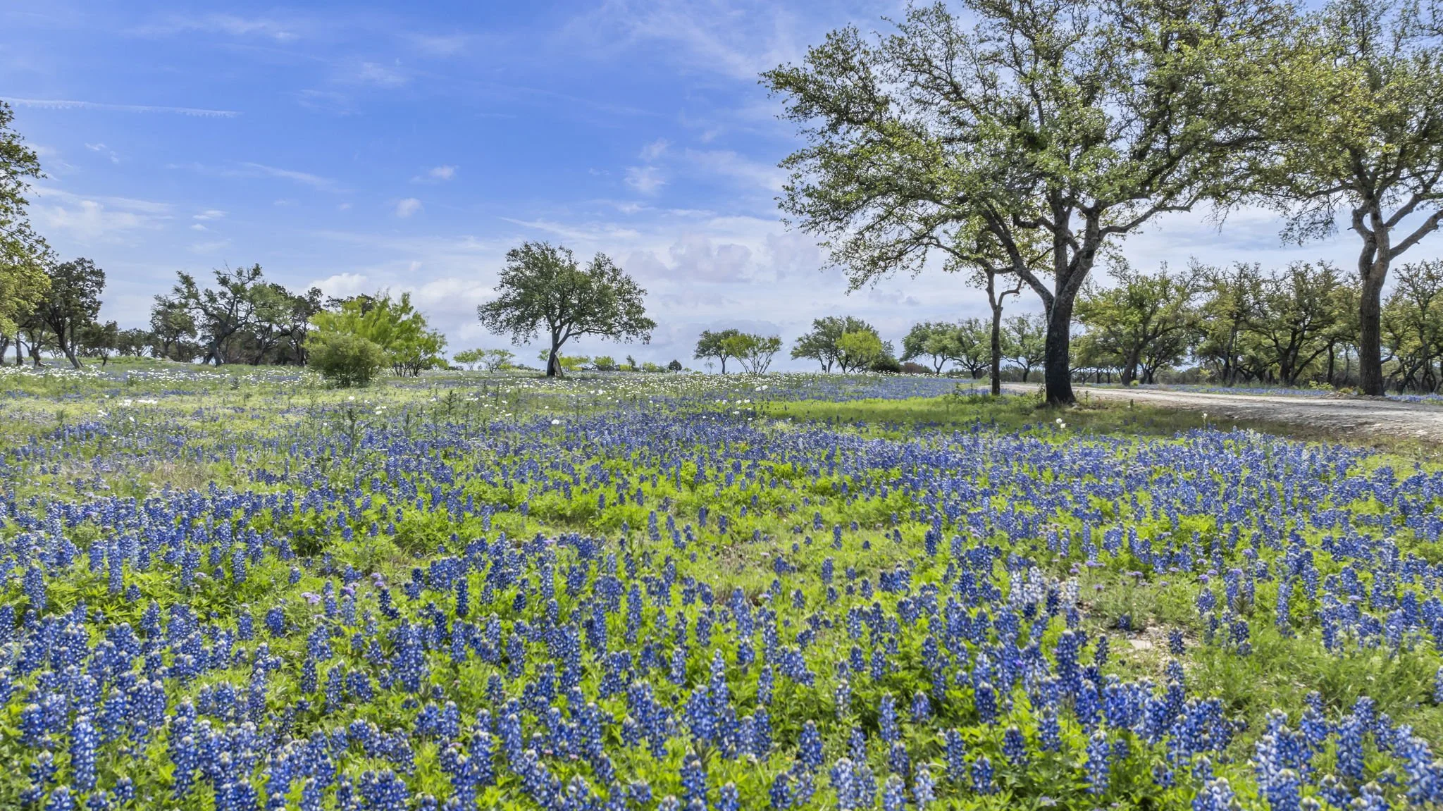 A field filled with bluebonnet flowers under a partly cloudy sky with scattered clouds and trees scattered across the landscape.