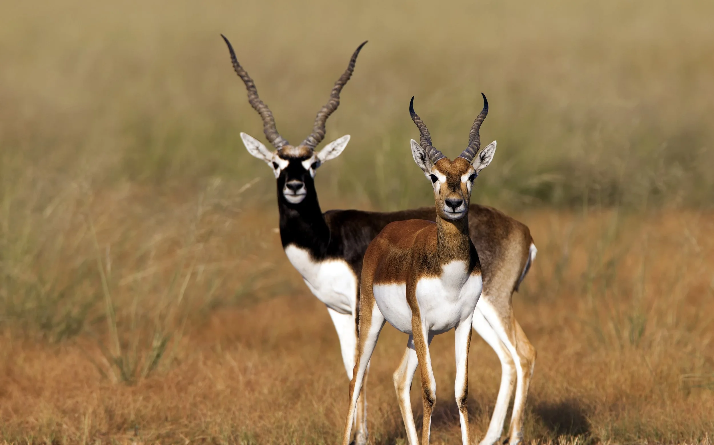 Two antelopes standing in grassy plains with blurred background