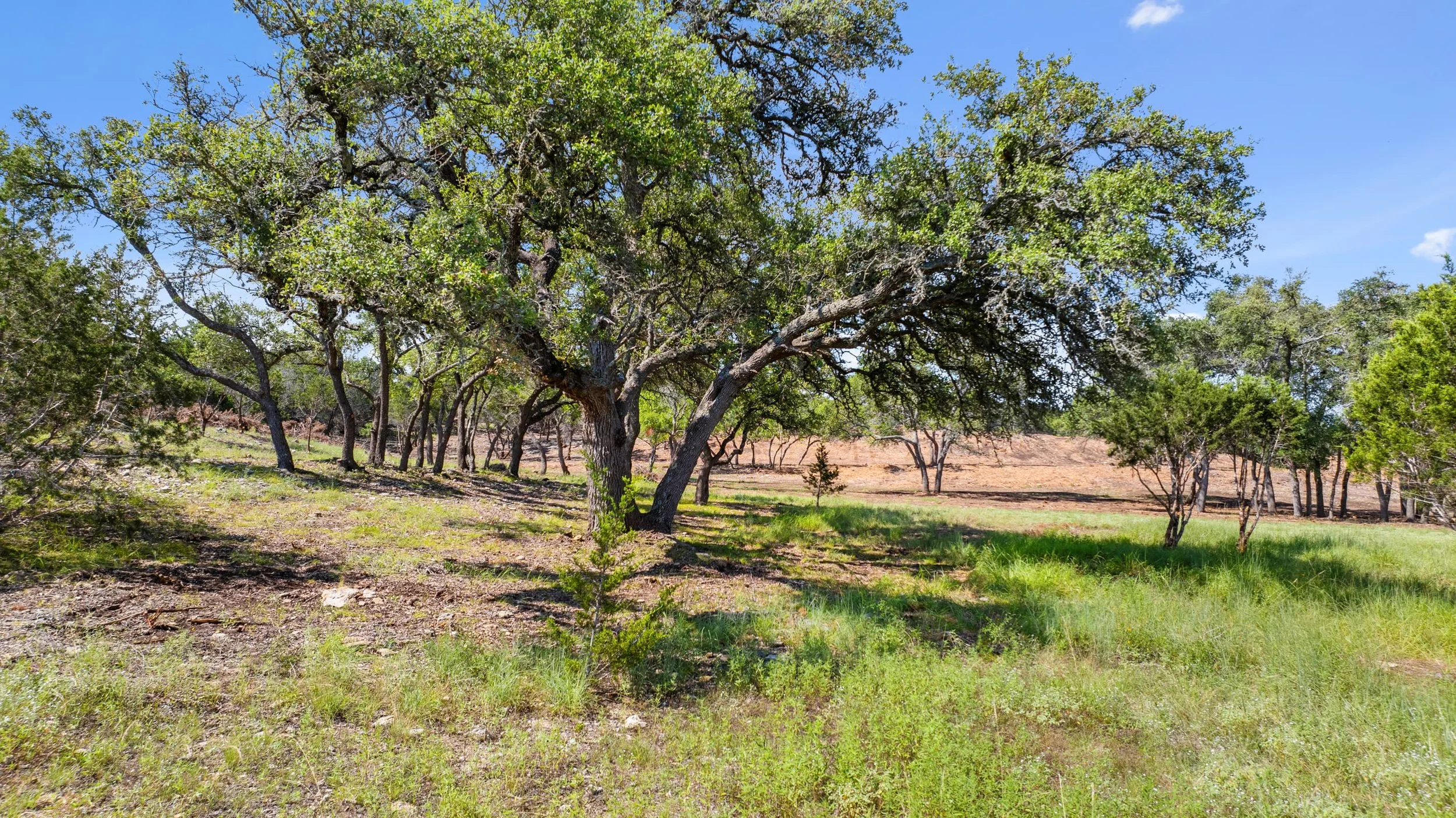 A landscape with a large, leaning tree in the foreground, surrounded by smaller trees with green leaves, green grass, and a clear blue sky.