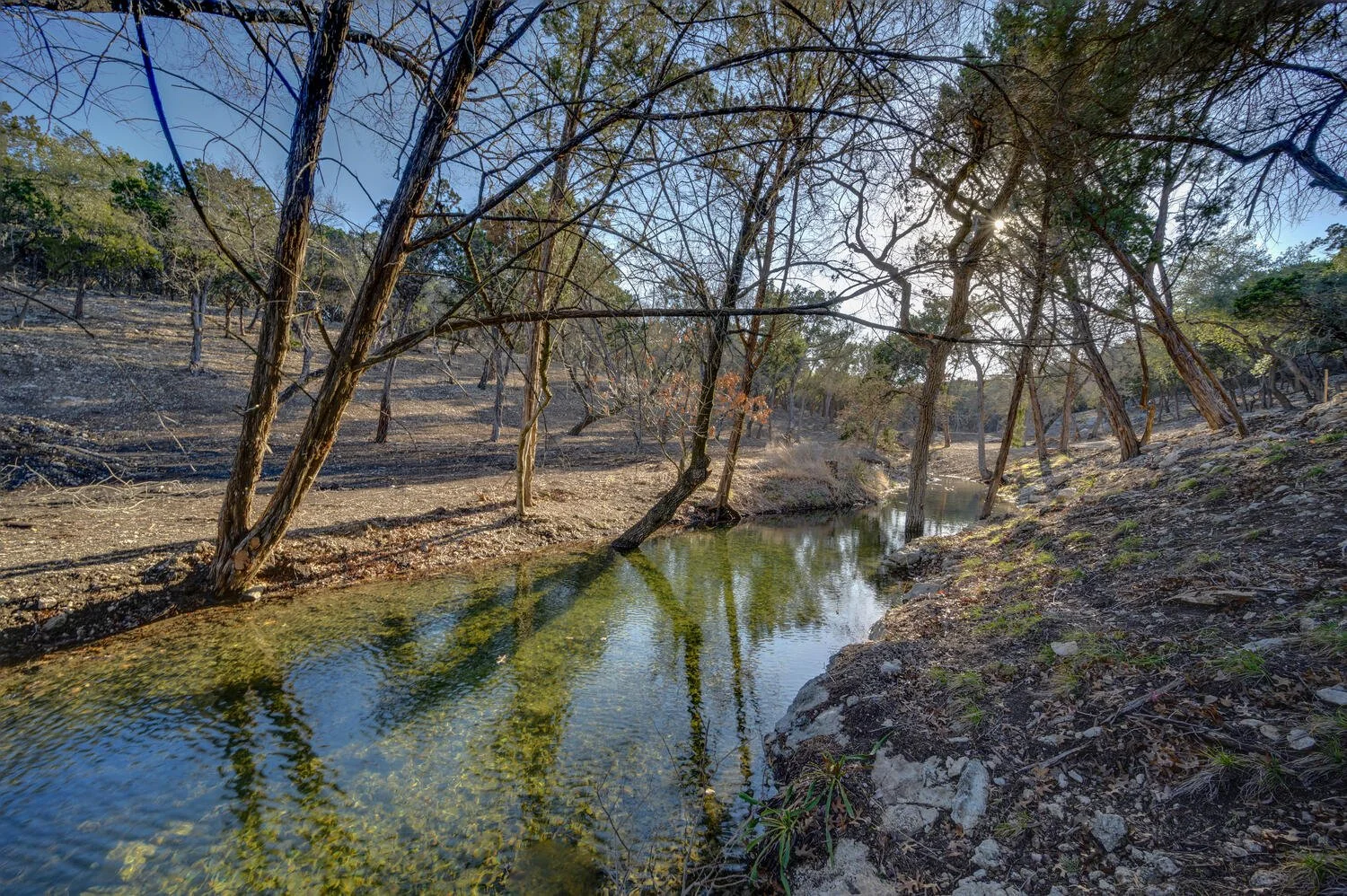 A dry, burnt forest with sparse trees and a small water stream reflecting the trees on a sunny day.