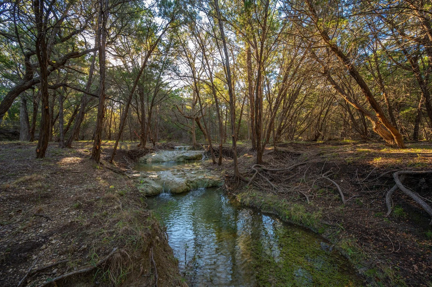 A serene forest scene with a small flowing creek surrounded by trees with green and yellow leaves, and sunlight filtering through the canopy.
