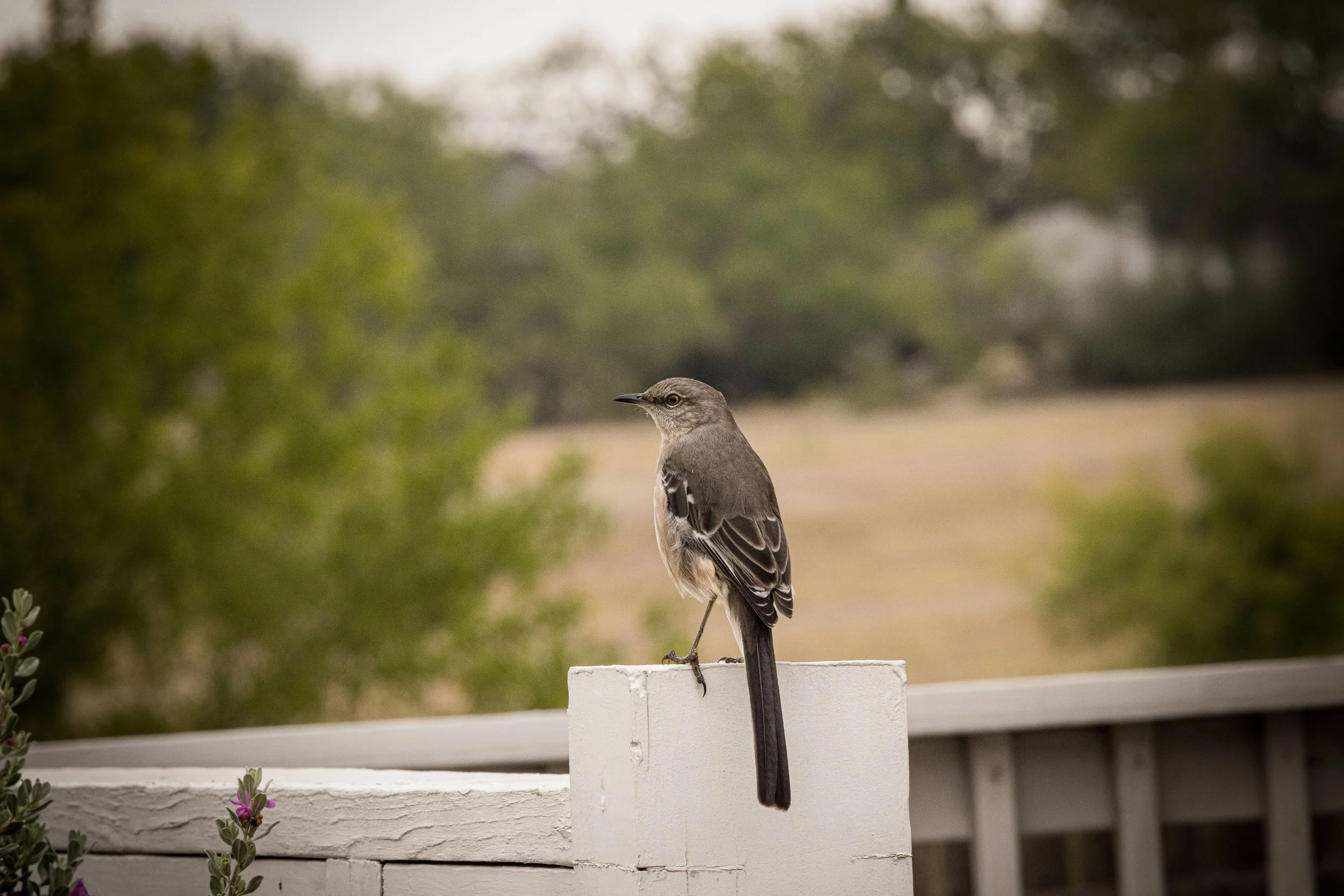 What Is a Wildlife Exemption in Texas — And Why It Matters for Ranch Buyers | RanchesAt