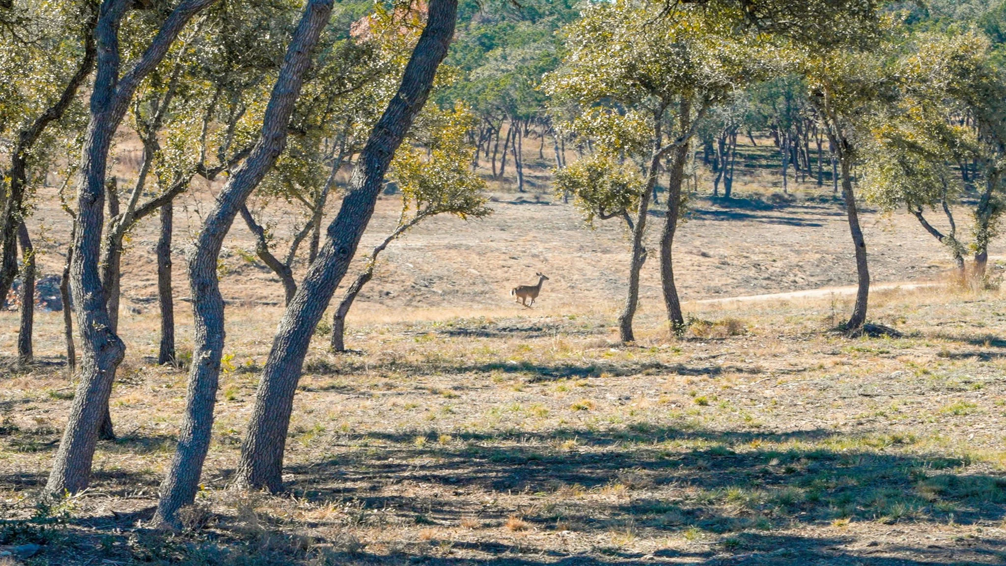 Why Dripping Springs Still Draws Me Back