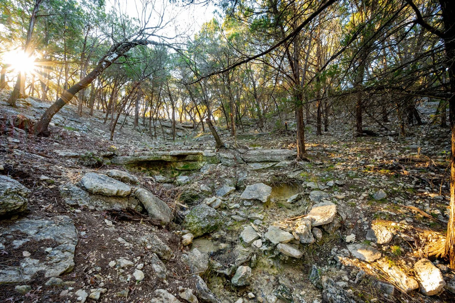 Sunlight shines through trees over rocky, uneven terrain in a forest.