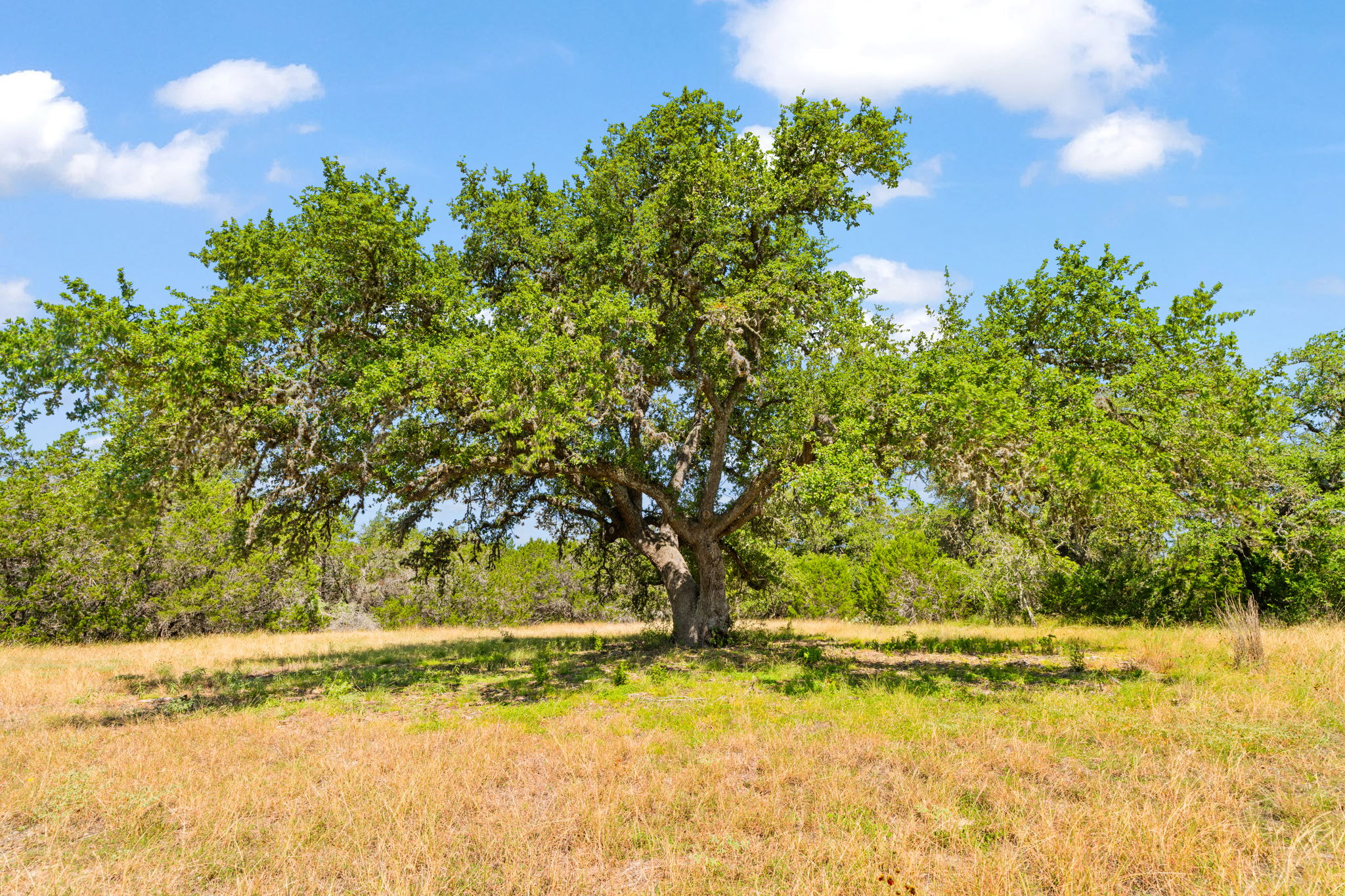 RanchesAt Driftwood property view 16