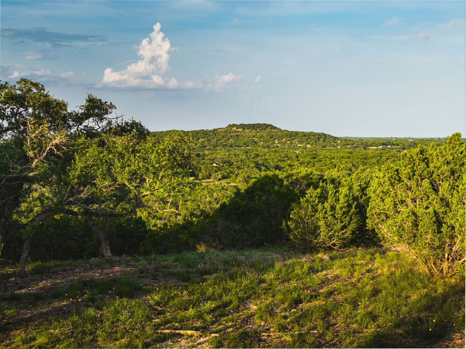 Oak forest and native meadow across the limestone ridges of RanchesAt Driftwood