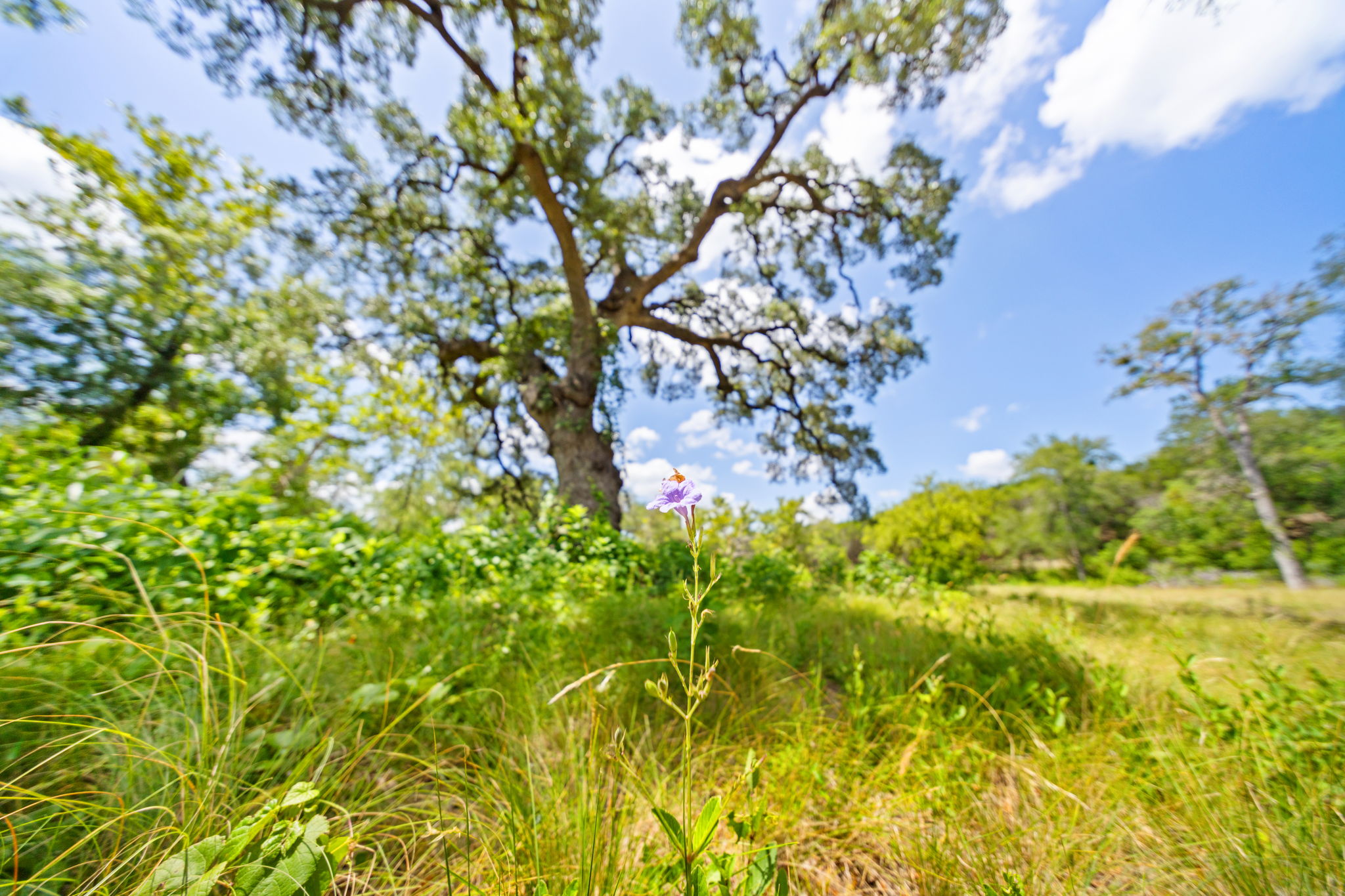 Purple wildflower beneath a mature oak in a native meadow at RanchesAt Driftwood