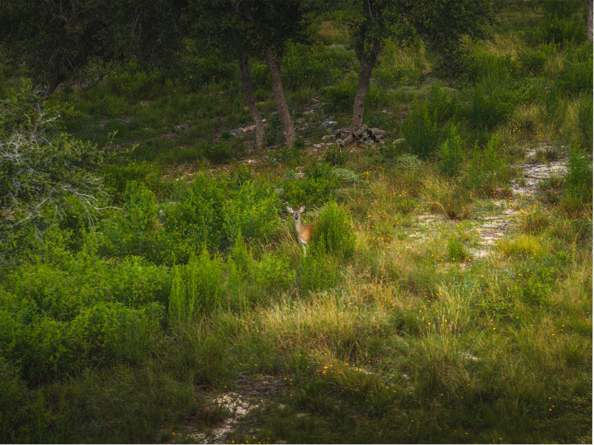 Native deer moving through the protected habitat at RanchesAt Driftwood