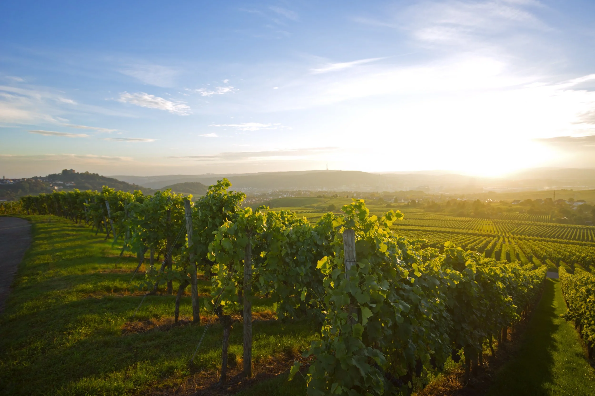 Vineyard with rows of grapevines on a hillside during sunset.